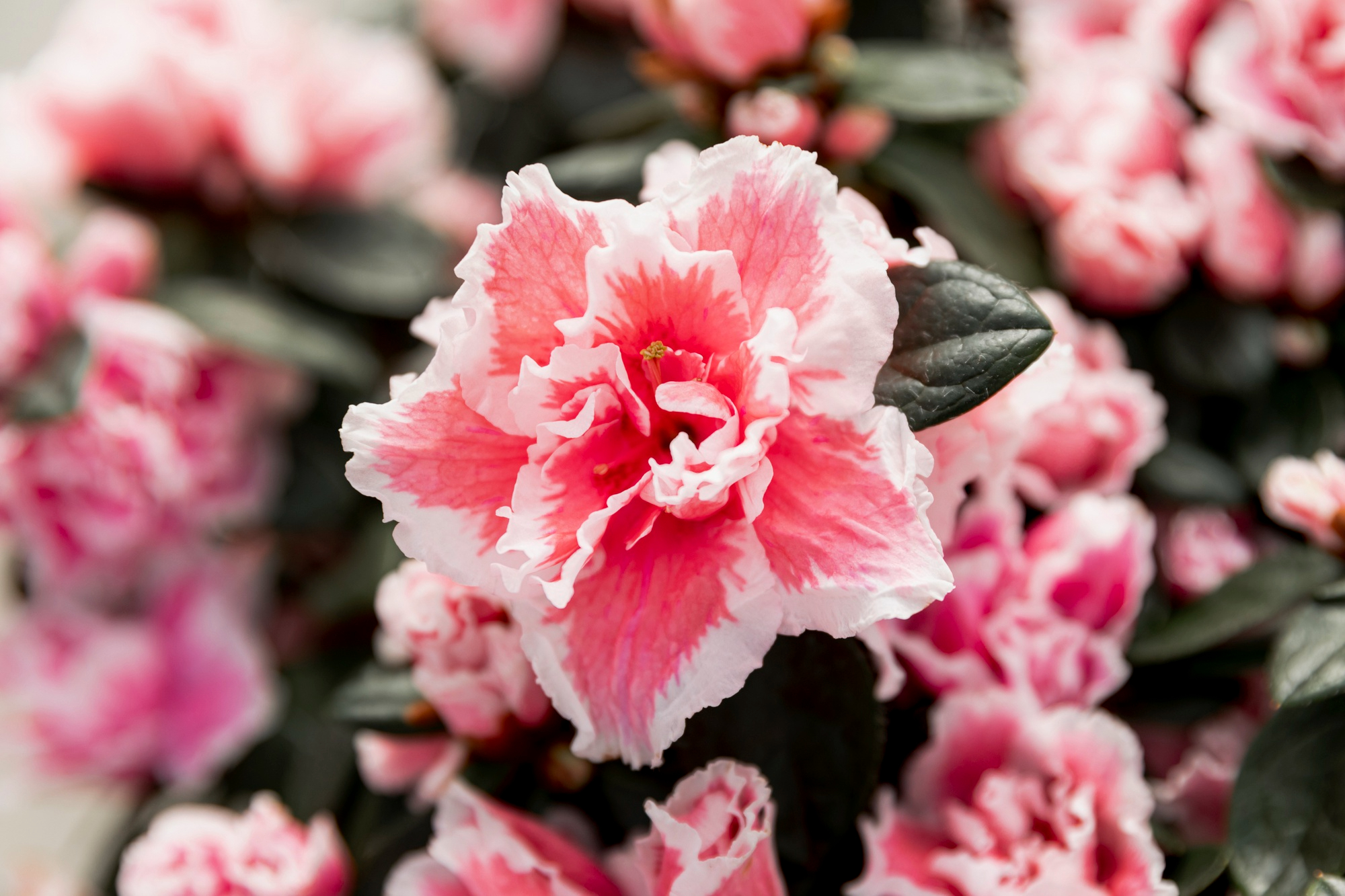 Grow Azalea & Rhododendron: Expert Tips for Garden Soil & Care